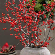 Winterberry Holly Berry Seeds