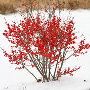 Winterberry Holly Berry Seeds