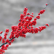 Winterberry Holly Berry Seeds