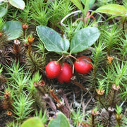 Creeping Teaberry Wintergreen Seeds, Herbal