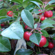 Evergreen Groundcover Wintergreen Seeds, Herbal