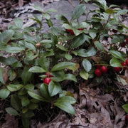 Evergreen Groundcover Wintergreen Seeds, Herbal