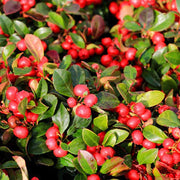 Gaultheria Procumbens Wintergreen Seeds, Herbal