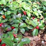 Gaultheria Procumbens Wintergreen Seeds, Herbal
