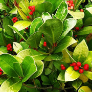 Perennial Ground Cover Wintergreen Seeds, Herbal