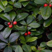 Perennial Ground Cover Wintergreen Seeds, Herbal