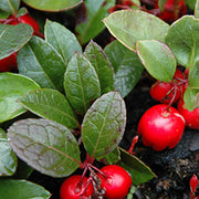 Red Berry Wintergreen Seeds, Herbal