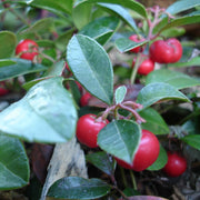 Red Berry Wintergreen Seeds, Herbal