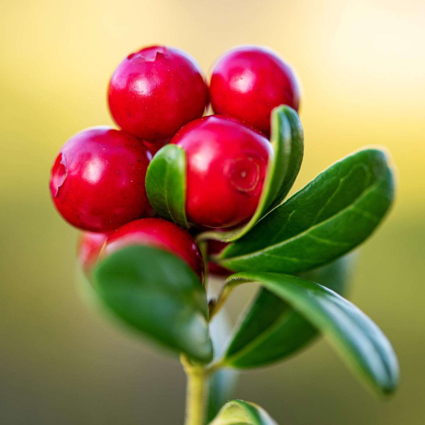 Creeping Teaberry Wintergreen Seeds, Herbal