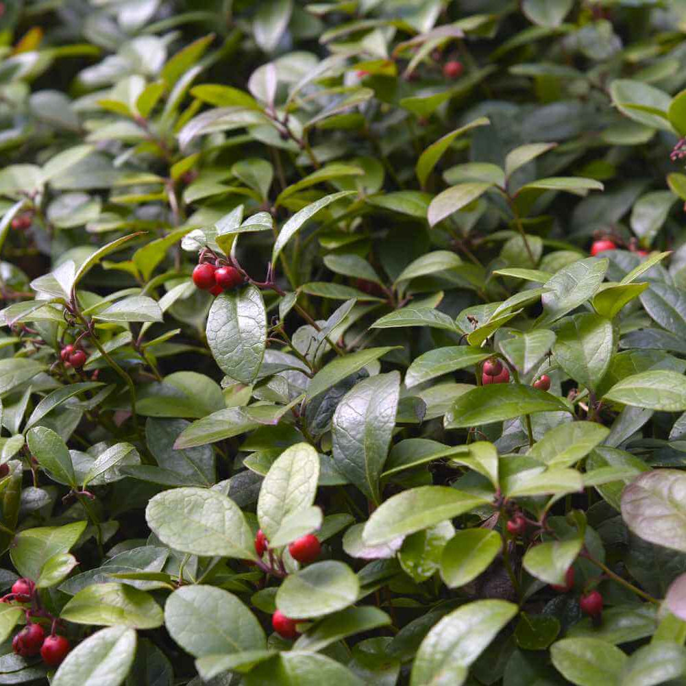 Evergreen Groundcover Wintergreen Seeds, Herbal