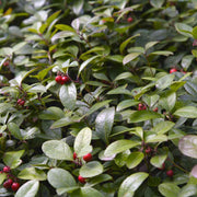 Evergreen Groundcover Wintergreen Seeds, Herbal