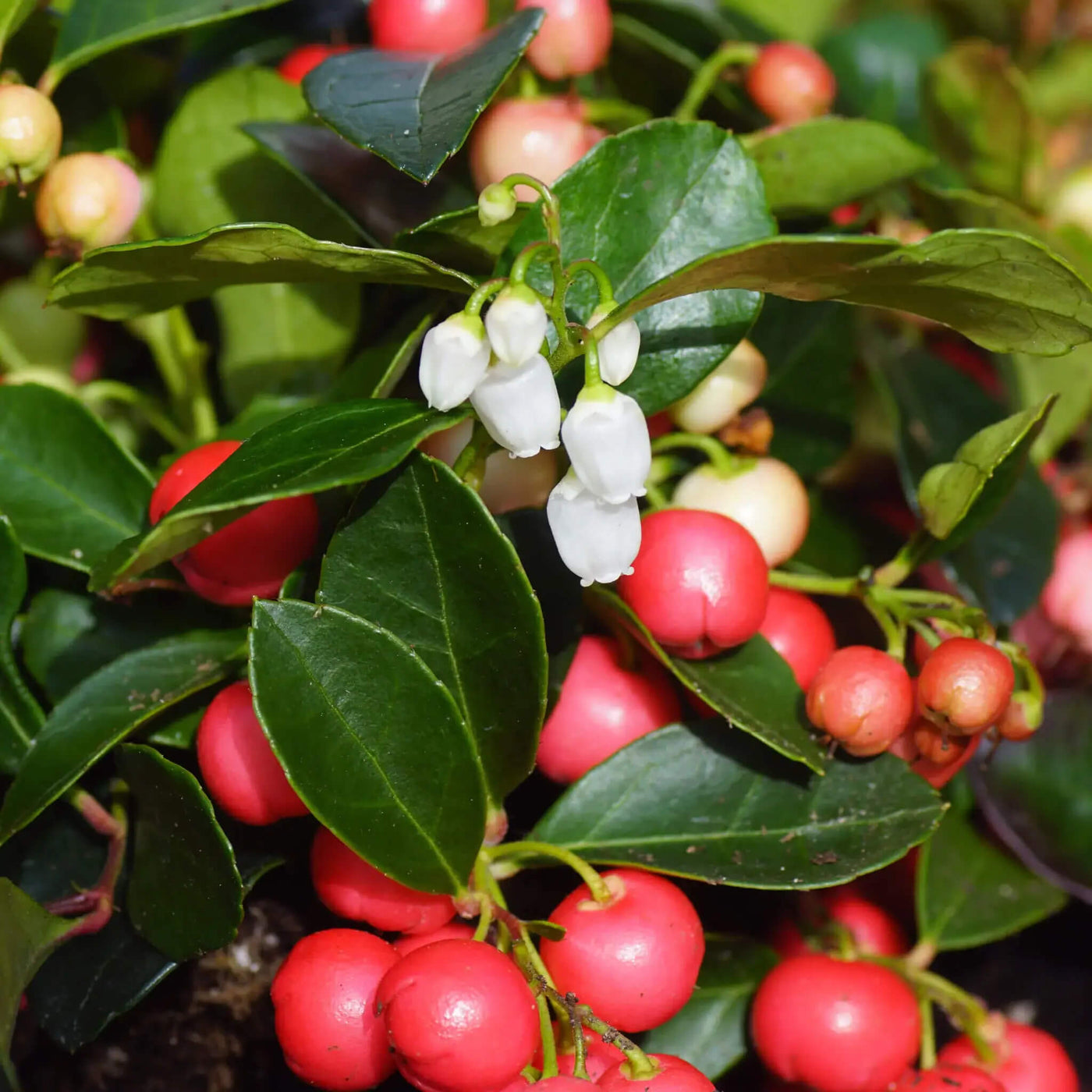 Gaultheria Procumbens Wintergreen Seeds, Herbal