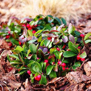 Perennial Ground Cover Wintergreen Seeds, Herbal