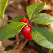 Red Berry Wintergreen Seeds, Herbal