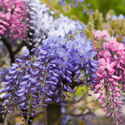 Wisteria Seeds - for Home Gardens Seeds