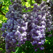 Black Dragon Wisteria Seeds