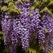 Black Dragon Wisteria Seeds