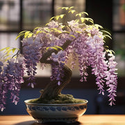 Bonsai Wisteria Seeds