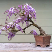 Bonsai Wisteria Seeds
