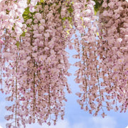 Pink Wisteria Seeds
