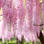 Pink Wisteria Seeds