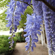 Wisteria Seeds - for Home Gardens Seeds