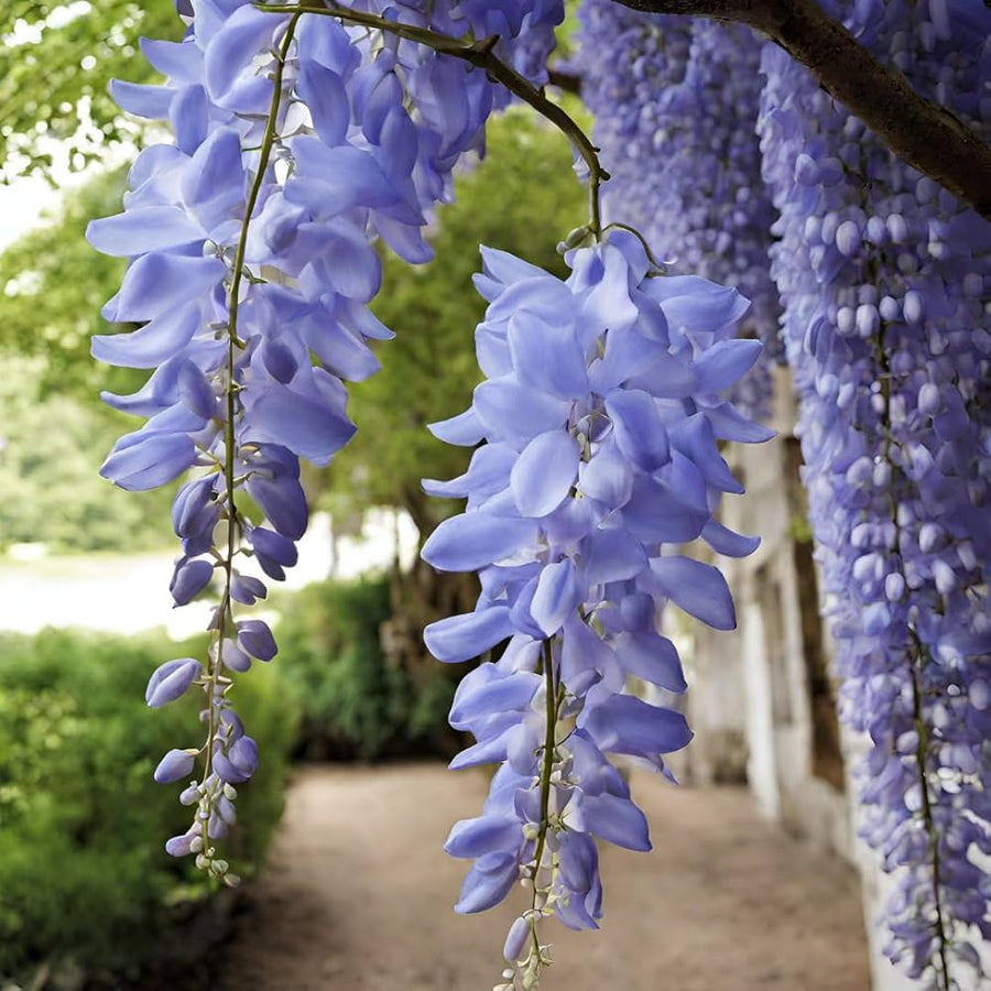 Wisteria Seeds - for Home Gardens Seeds