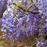Wisteria Seeds - for Home Gardens Seeds