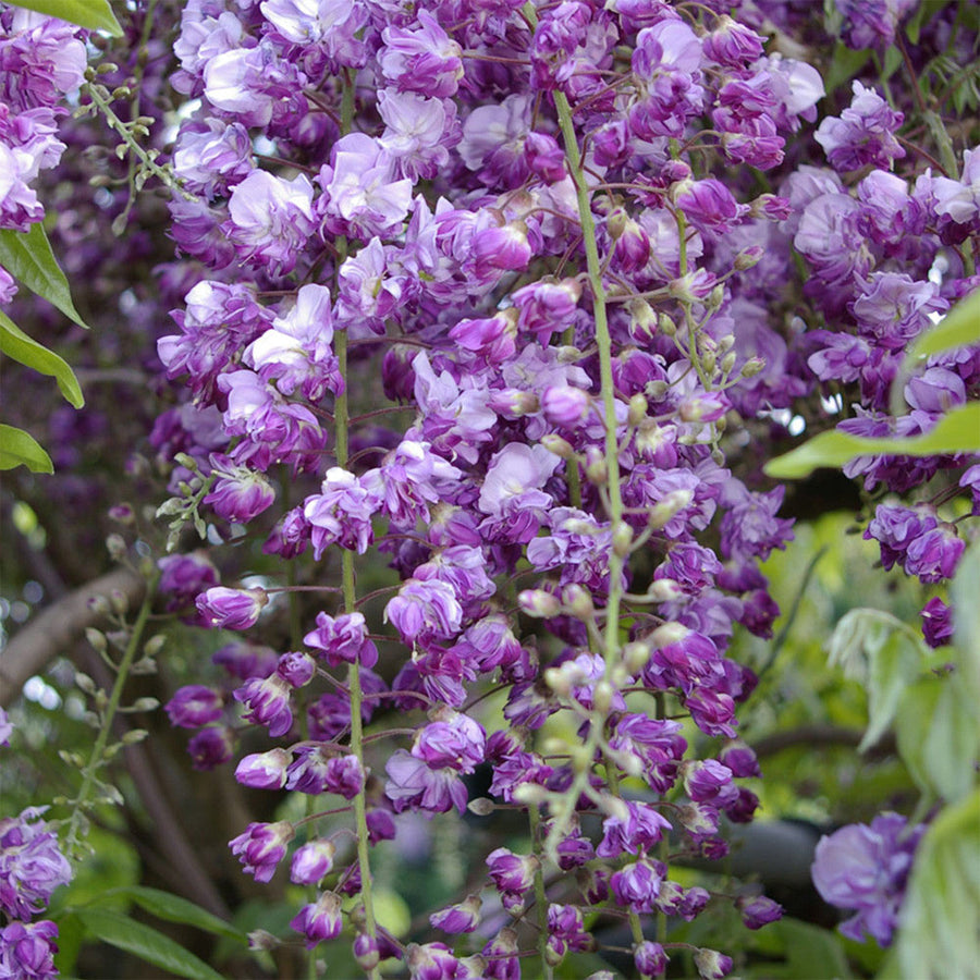 Black Dragon Wisteria Seeds