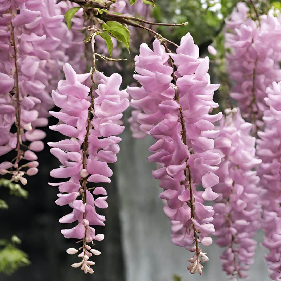 Pink Wisteria Seeds