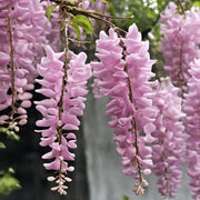 Pink Wisteria Seeds