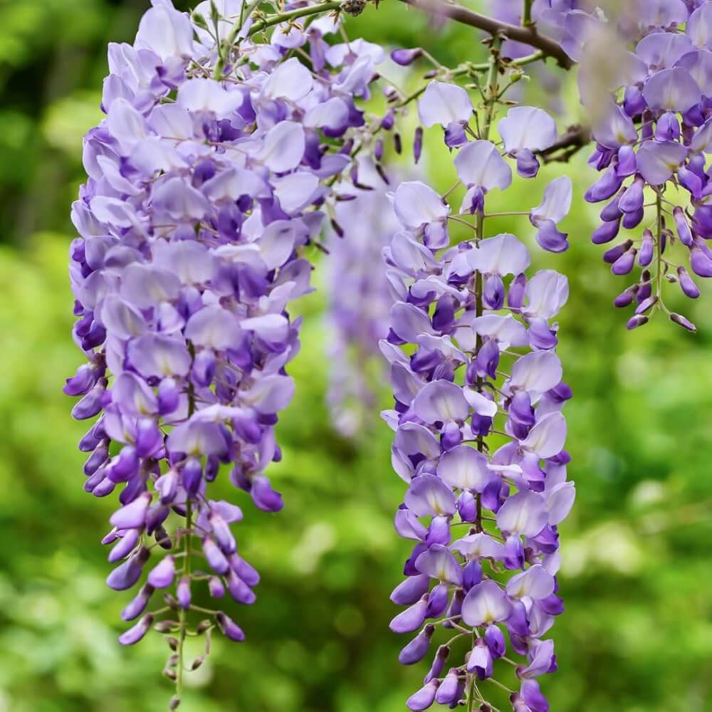 Sinensis Wisteria Seeds