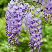 Sinensis Wisteria Seeds
