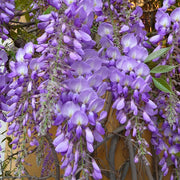 Sinensis Wisteria Seeds