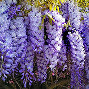 Sinensis Wisteria Seeds