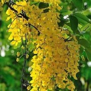 Yellow Wisteria Seeds