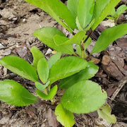 Wonder of the World - Herbal Seeds