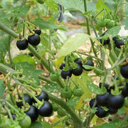 Sunberry Seeds, Solanum melanocerasum Herb Seeds
