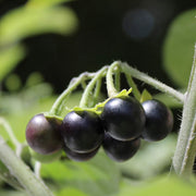 Sunberry Seeds, Solanum melanocerasum Herb Seeds