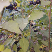 Sunberry Seeds, Solanum melanocerasum Herb Seeds
