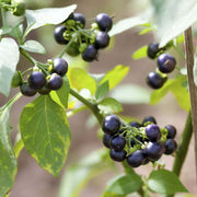 Sunberry Seeds, Solanum melanocerasum Herb Seeds