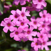 Pink Wood-Sorrel Seeds
