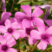 Pink Wood-Sorrel Seeds