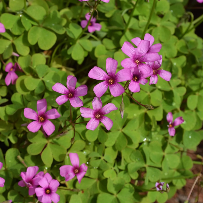 Pink Wood-Sorrel Seeds