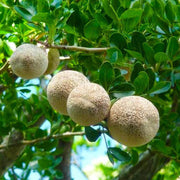 Wood Seeds, Aegle marmelos