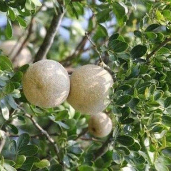 Wood Seeds, Aegle marmelos