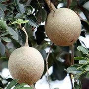 Wood Seeds, Aegle marmelos