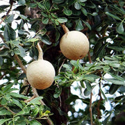 Wood Seeds, Aegle marmelos