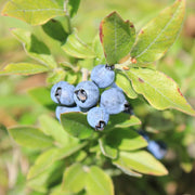 Woodland Berry Seeds, Woodland Berry Plants