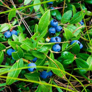Woodland Berry Seeds, Woodland Berry Plants